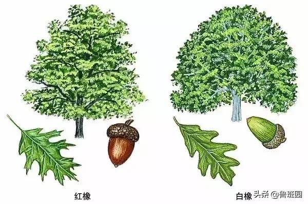 橡木相关知识，记得收藏这篇文章备用