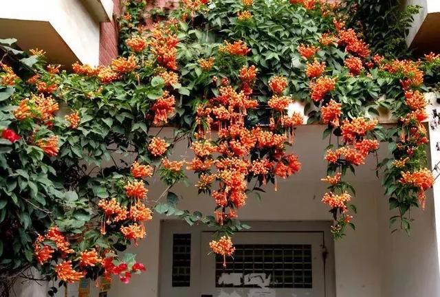 花很香又漂亮的藤蔓植物，12种开花藤蔓植物