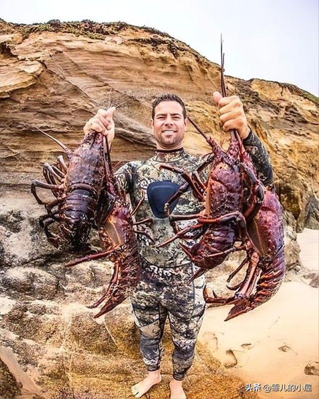 远古时代巨型龙虾，永葆青春真的不再是神话