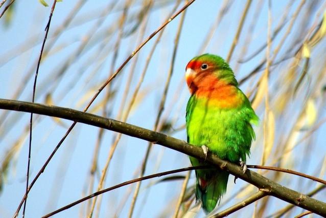 牡丹鹦鹉品种介绍大全，面类牡丹鹦鹉的所有品种