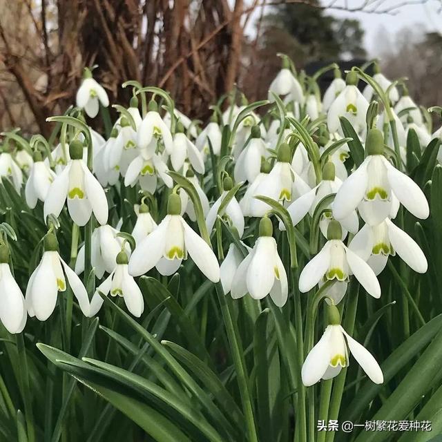 秋天有什么花容易养又好看，这20种花建议选几个