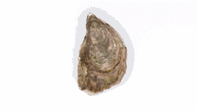 生蚝肉怎么做好吃，不加壳的生蚝怎么吃（这个季节的生蚝肥美）