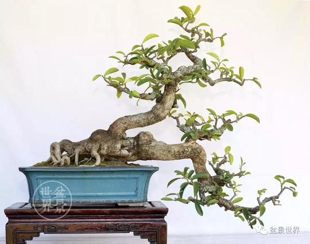 黄杨盆景大全，黄就成老师盆景精品欣赏