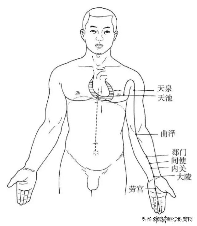 十二经络循行路线，十二经脉循行走向与交接规律图解（<十分钟教你终生不忘）