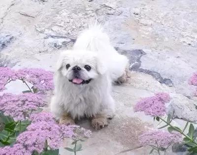 100多种狗价格表，各种狗及身价