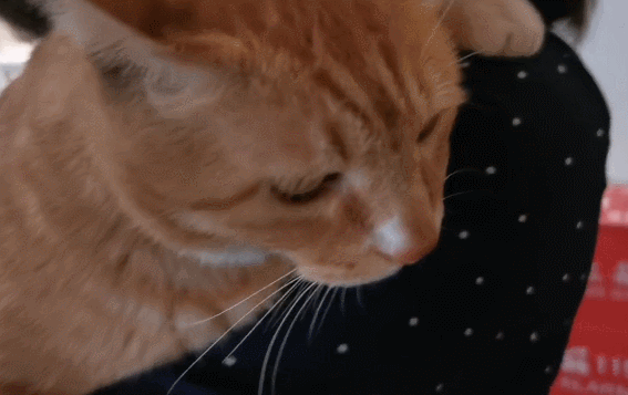 故宫最胆小御猫，我们只是惊呼是不够的
