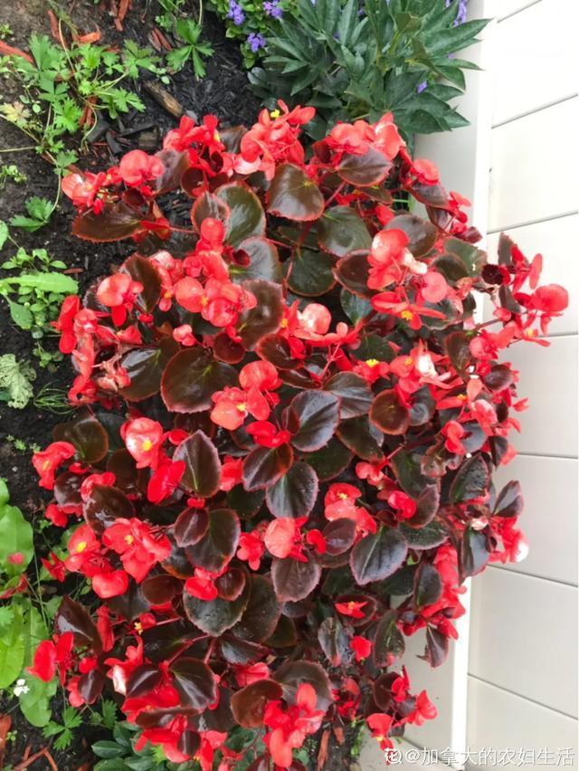 春夏秋冬四季什么花好看，这十种花几乎一年四季都开花