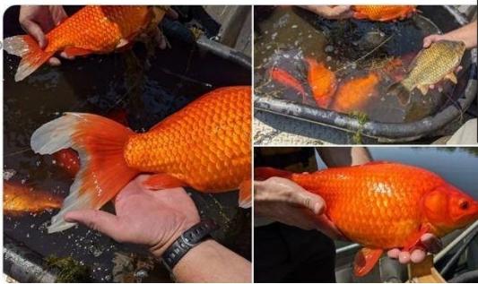 黄金猛鱼打得过森蚺吗，地球恐怖的十大蟒蛇