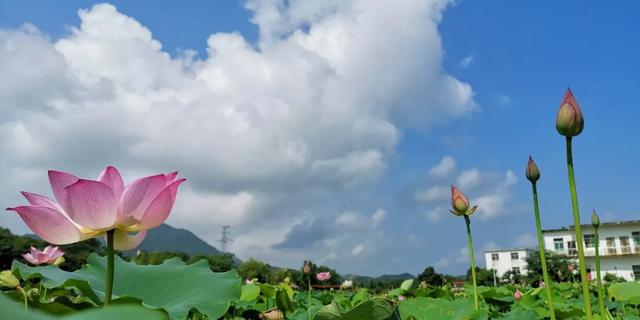 九江免费的旅游景点有哪些，九江最值得去的十大旅游地
