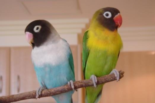 牡丹鹦鹉品种介绍大全，面类牡丹鹦鹉的所有品种