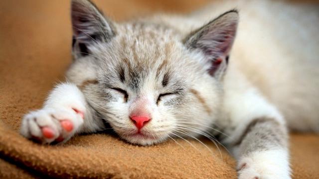 养猫的人容易得什么病，养猫容易得什么病（网友：我得了好几种病）