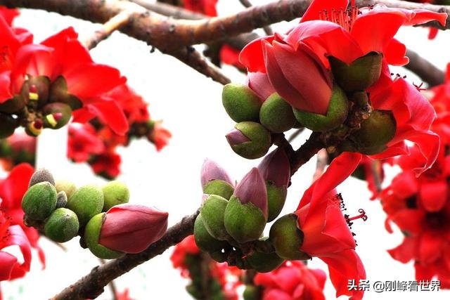 海南省花叫什么花，海南省花——三角梅