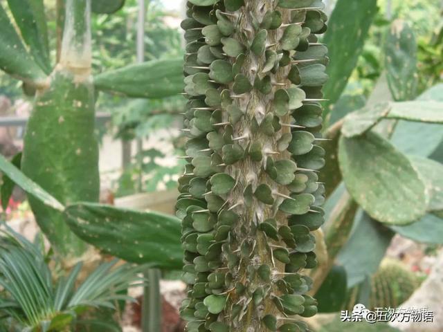 种的植物为什么有刺，浅谈植物的“刺”