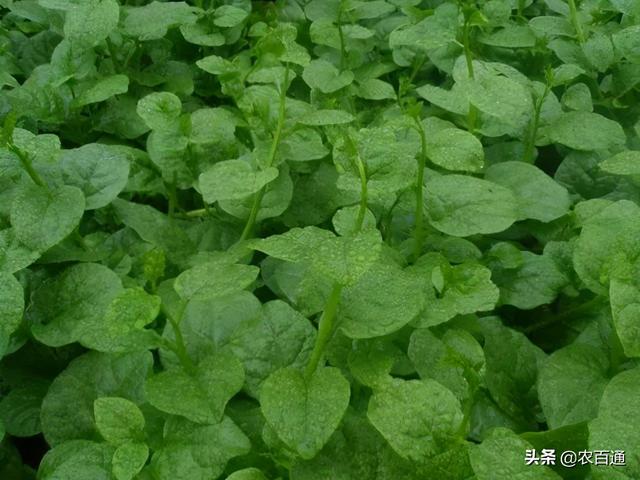 茄子种子催芽方法，蔬菜种子催芽有几种方法