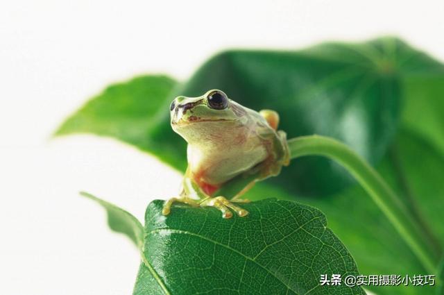 记住以下这几个微距小窍门，教你拍微距