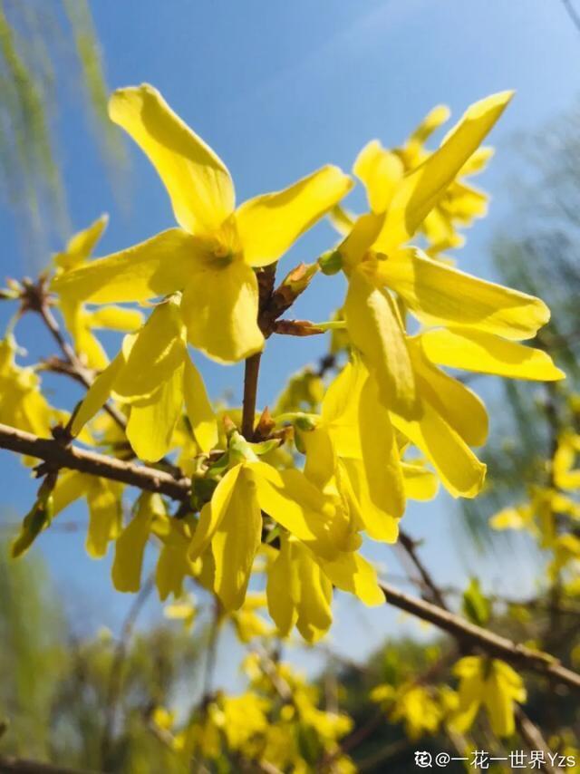 春夏秋冬四季什么花好看，这十种花几乎一年四季都开花