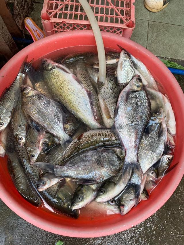 初秋鳊鱼很疯狂，鳊鱼的钓法及配饵