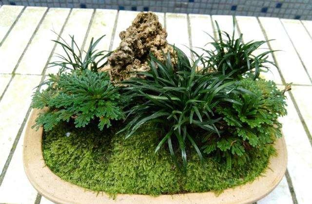 苔藓植物的四个作用，另外还有好几个价值