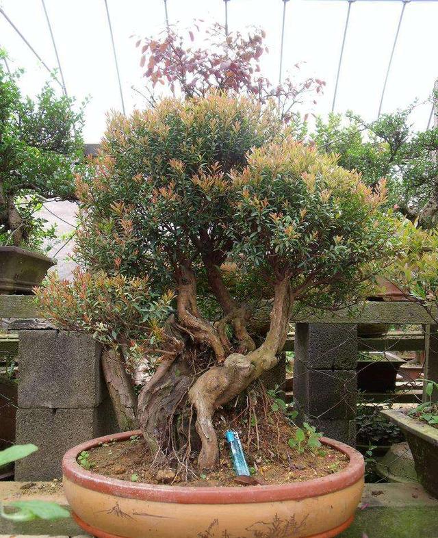 赤楠盆景怎么养，小赤楠盆景怎么养（制作中有哪些细节要注意）