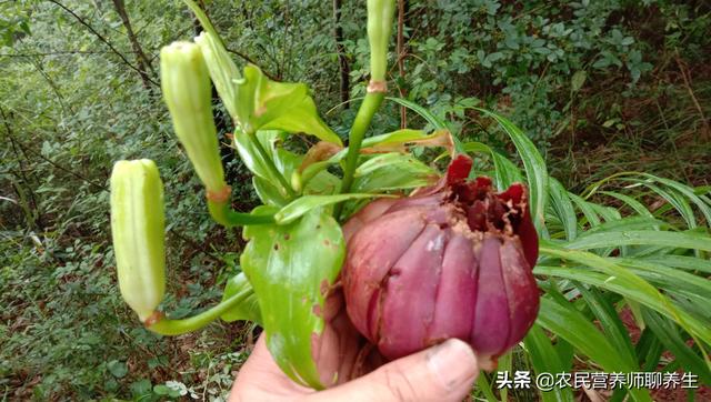 高大的野生百合，紫红色野百合珍贵吗