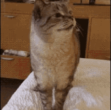 猫肥胖尿闭(猫尿闭怎么调理)