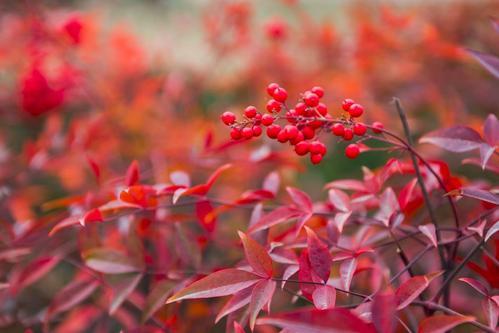 观赏性高的会开花的树，18种紫红色叶片的树木