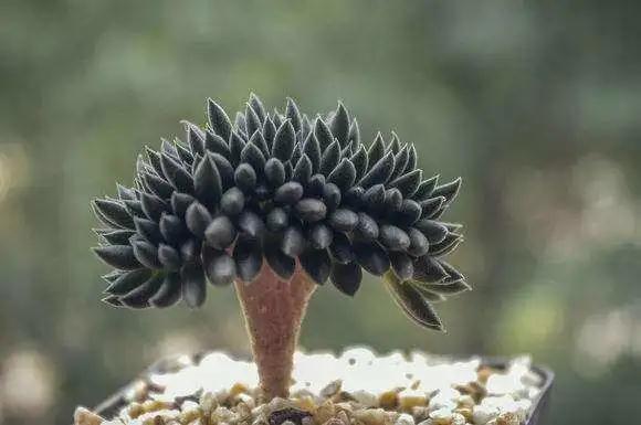 多肉植物种类科普，100种常见多肉图鉴