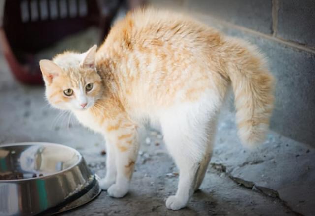 猫弓背尾巴竖起代表什么，猫咪尾巴竖直是对你表达好感还是攻击性动作