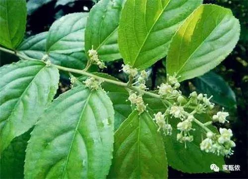 大量食用蜂蜜会有什么后果，但是有一类人最好不要吃