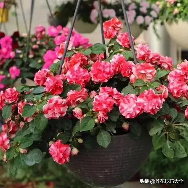 四季开花的花卉，十种四季开花的花卉有哪些（俏丽多姿的花卉）