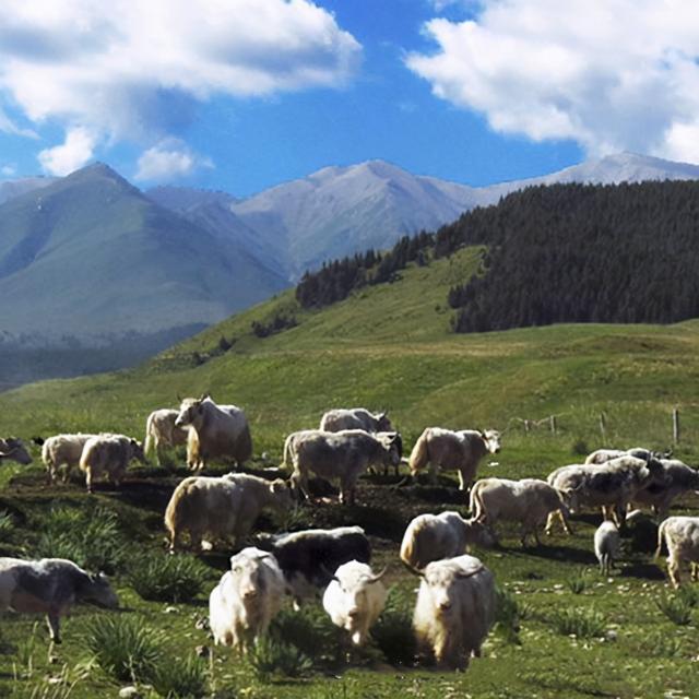乌鞘岭长城走向，气势磅礴乌鞘岭