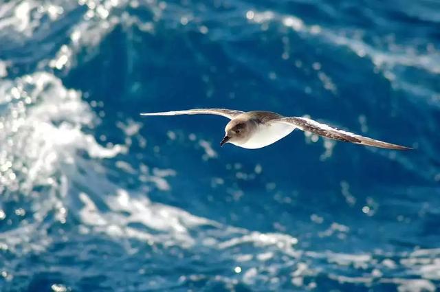 高尔基的海燕朗诵，名家朗诵高尔基海燕的