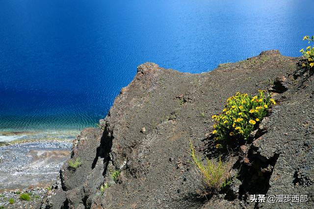 大山里迷人的野花，章丘赵八洞山上的美丽野花