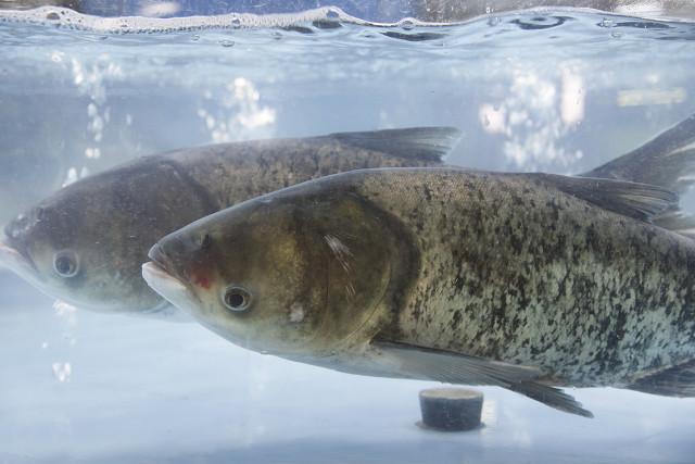 适合垂钓的淡水鱼品种，这4种淡水鱼被称为四大家鱼