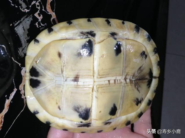 乌龟可以快递吗，快递运回来的小乌龟怎么处理（被禁止寄递的活体动物）