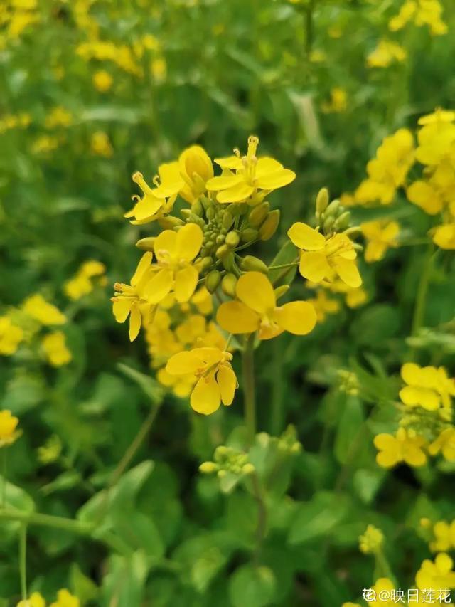 春夏秋冬四季什么花好看，这十种花几乎一年四季都开花