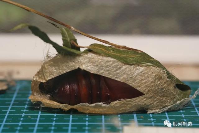 有哪些常见的飞蛾，自然记录蛾生一瞬