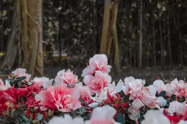 深圳世界之窗好玩吗，深圳世界之窗让你一天游遍全世界