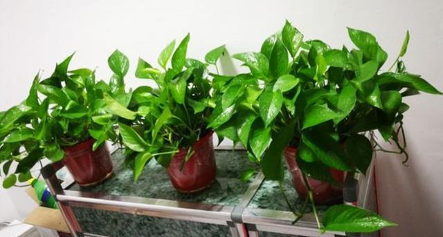 绿萝烂根怎么补救，绿萝烂根了怎么办不用浇水（用1个小药片、2种水来养）