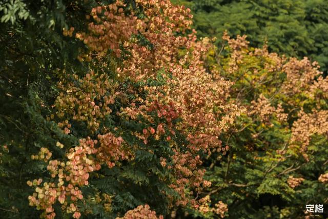 莲花山公园 网红打卡地，莲花山公园又红了