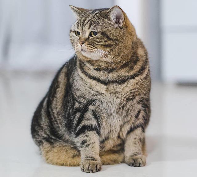 形容肥胖的猫(形容肥胖的猫的词语)