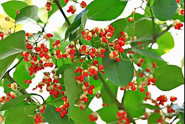 常见绿化带灌木植物名称有哪些，优良园林绿化兼地被树种