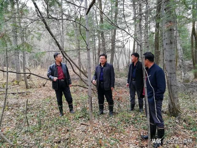 国家森林资源保护的主要措施，世界森林日│守绿水青山
