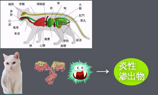 猫有冠状病毒是病猫吗，深度科普猫冠状病毒