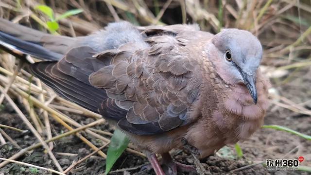 野生的咕咕鸟吃果实还是泡水喝，咕咕咕咕咕咕