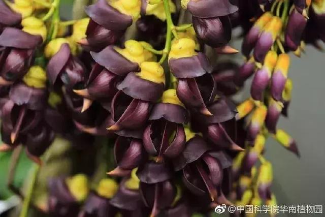 广州禾雀花观赏地，禾雀花美翻三月天