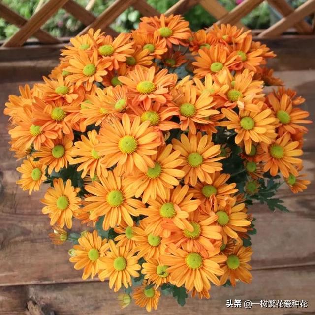 秋天有什么花容易养又好看，这20种花建议选几个