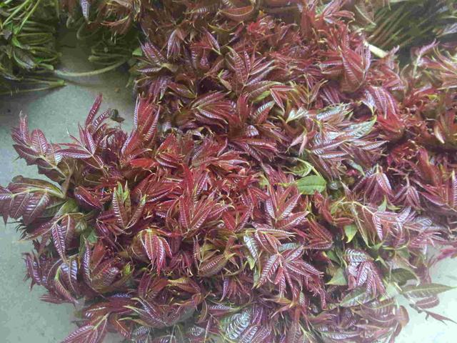 这32种常见可食用的野菜，这6种野菜农村最热门