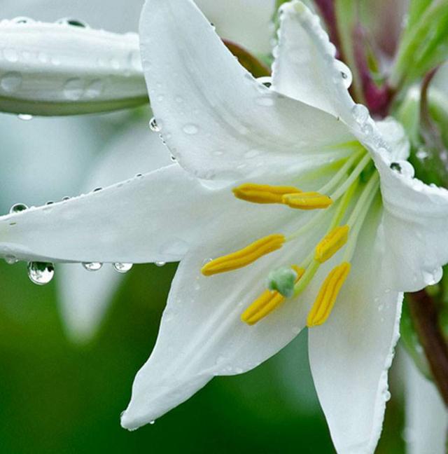 百合花要怎么养才开花好看，百合花花期这样养