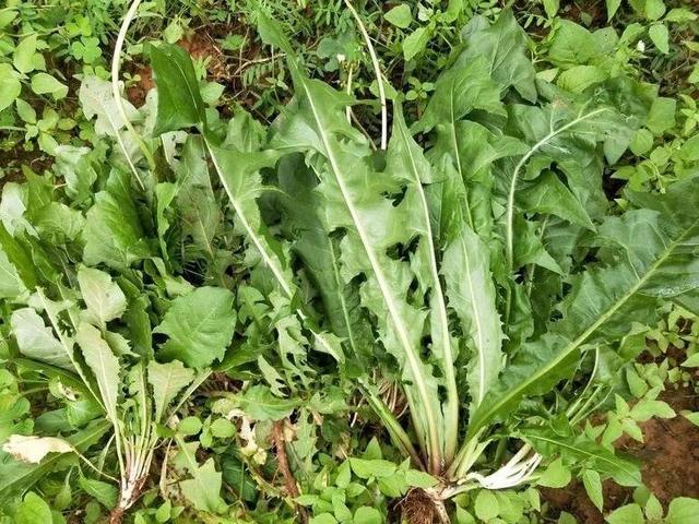 适合懒人种植的野菜，别再费劲到处去挖荠菜了